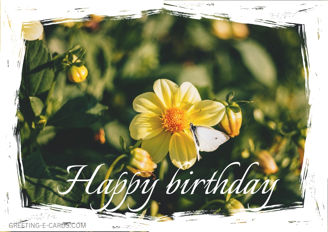 Butterfly Birthday Bloom