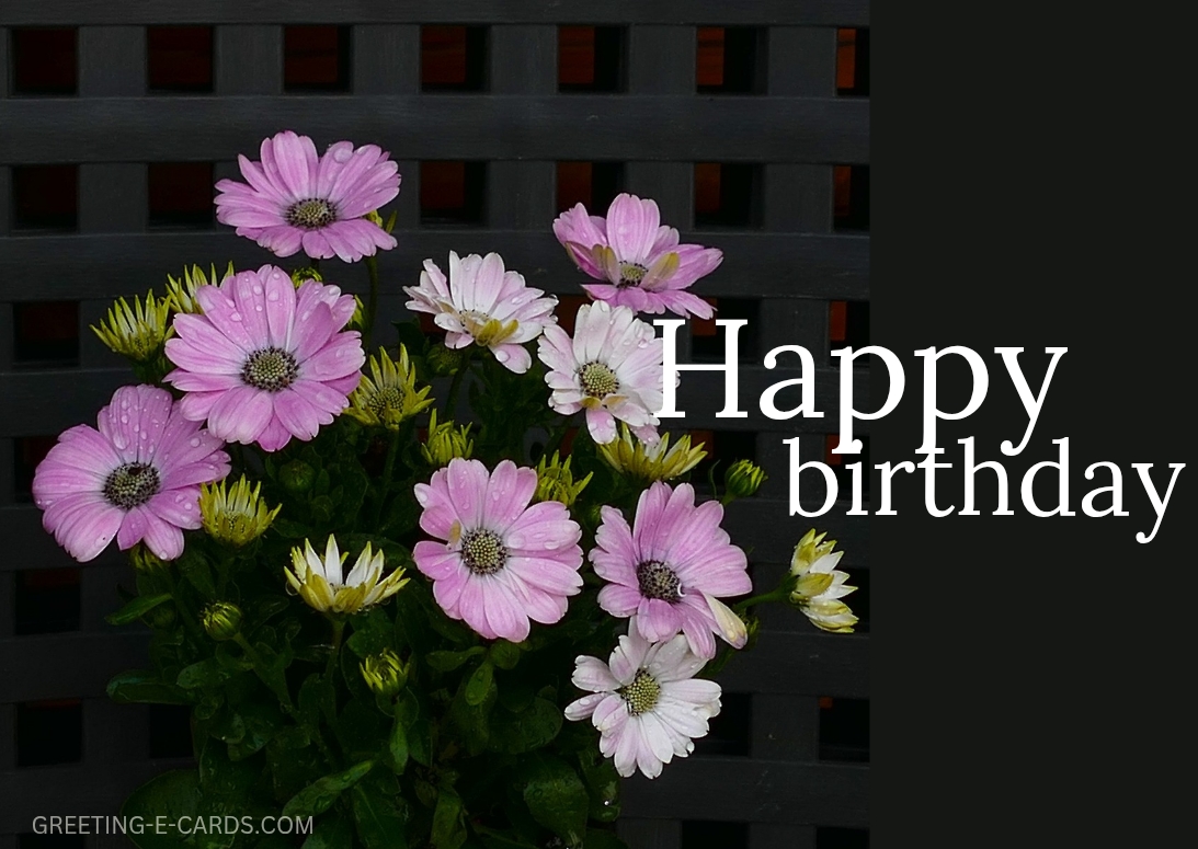 Happy Birthday Blooms