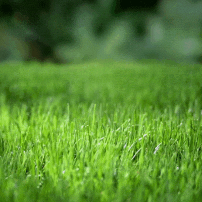 Happy Easter Grass gif-Card
