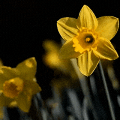 Hello Spring gif-Card