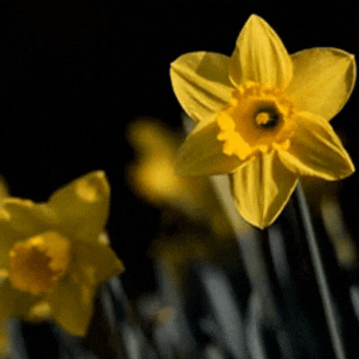 Hello Spring gif-Card