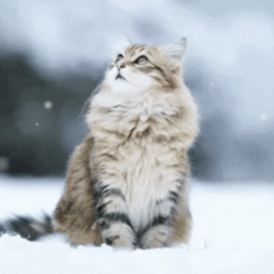 Hello Winter Kitty Gif Card